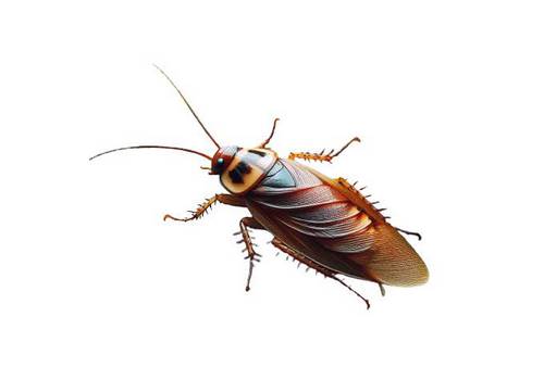 Illustration des espèces de cafards communes