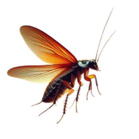 Gros plan sur une blatte américaine (Periplaneta americana)